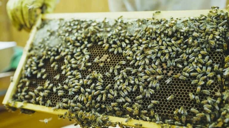 Beekeeping creating a buzz in Qatar