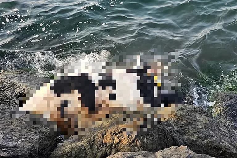 Dubai beachgoers shocked after dead cow washes up on rocky shore