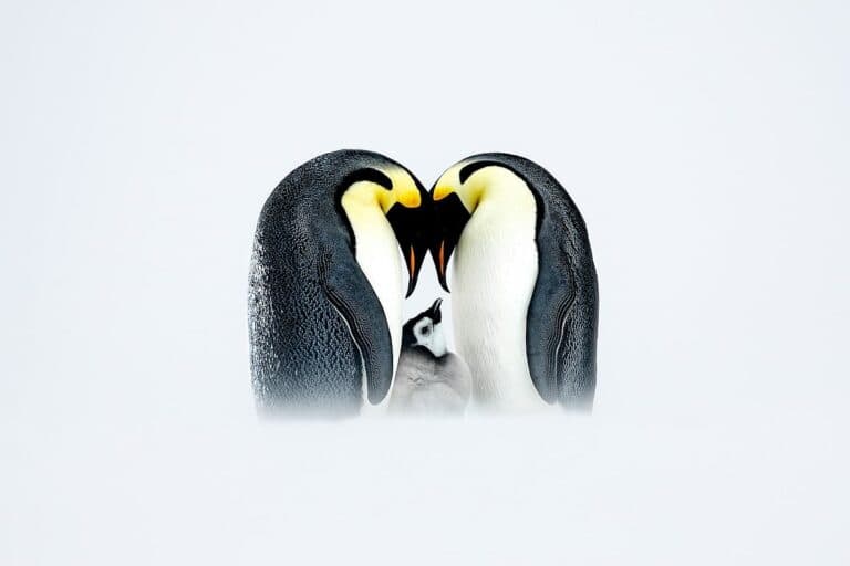 Frozen patience: Dubai photographer’s image of a penguin family wins top global honour