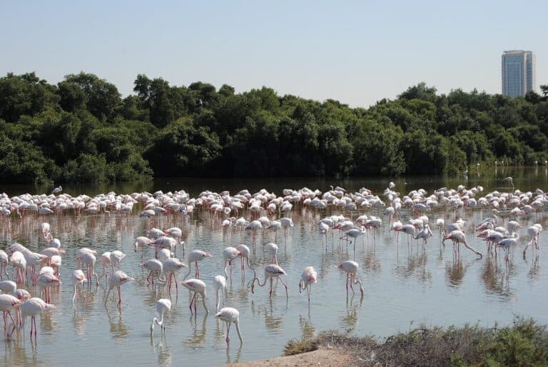 Reader photos of the week: From Ras Al Khor to Museum of the Future
